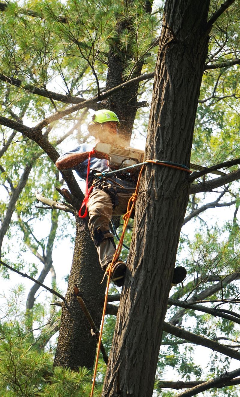 image of Tree Removal