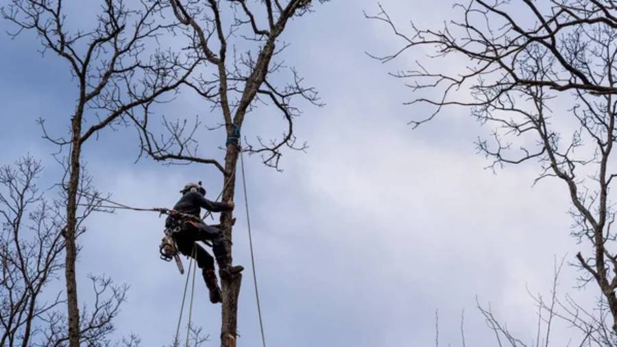 image of Tree Removal